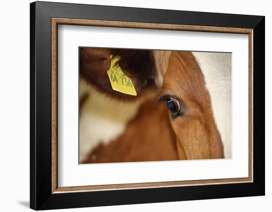 Farm, Cow, Eye, Ear Mark, Close-Up-Catharina Lux-Framed Photographic Print