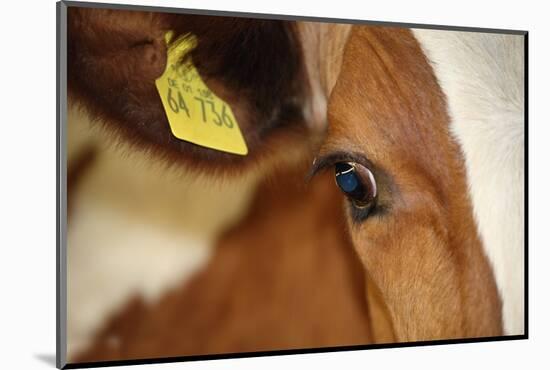 Farm, Cow, Eye, Ear Mark, Close-Up-Catharina Lux-Mounted Photographic Print