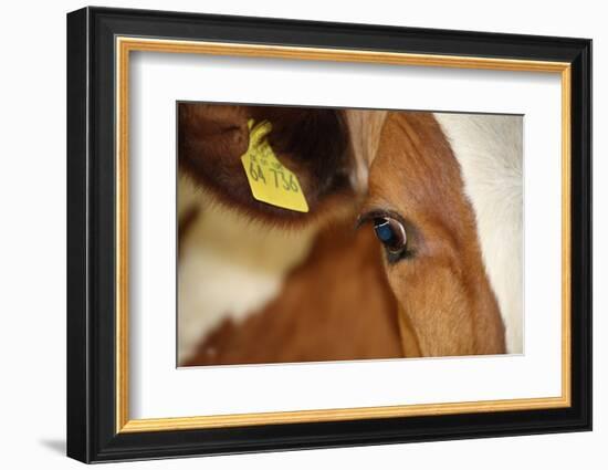 Farm, Cow, Eye, Ear Mark, Close-Up-Catharina Lux-Framed Photographic Print