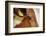 Farm, Cow, Eye, Ear Mark, Close-Up-Catharina Lux-Framed Photographic Print