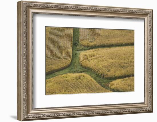 Farm Crops, Rukuhia, Near Hamilton, Waikato, North Island, New Zealand, Aerial-David Wall-Framed Photographic Print