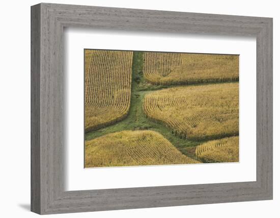 Farm Crops, Rukuhia, Near Hamilton, Waikato, North Island, New Zealand, Aerial-David Wall-Framed Photographic Print