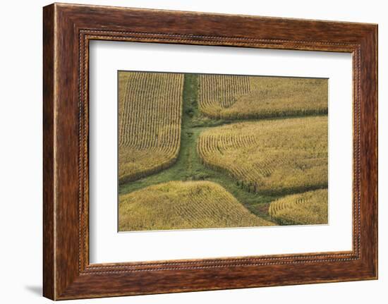 Farm Crops, Rukuhia, Near Hamilton, Waikato, North Island, New Zealand, Aerial-David Wall-Framed Photographic Print