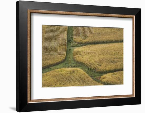 Farm Crops, Rukuhia, Near Hamilton, Waikato, North Island, New Zealand, Aerial-David Wall-Framed Photographic Print