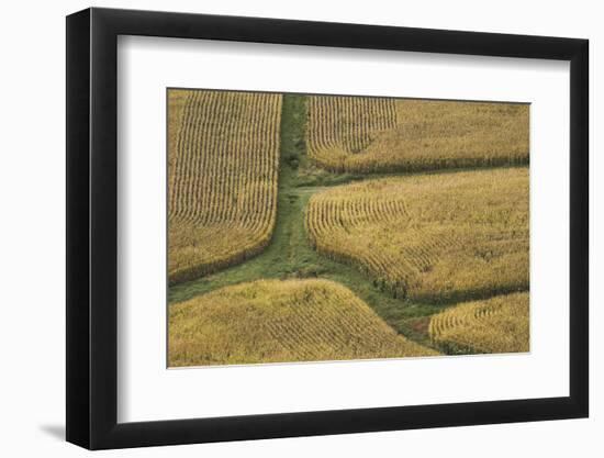 Farm Crops, Rukuhia, Near Hamilton, Waikato, North Island, New Zealand, Aerial-David Wall-Framed Photographic Print