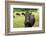 Farm, Dairy Cows on the Pasture-Catharina Lux-Framed Photographic Print