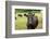 Farm, Dairy Cows on the Pasture-Catharina Lux-Framed Photographic Print