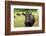 Farm, Dairy Cows on the Pasture-Catharina Lux-Framed Photographic Print