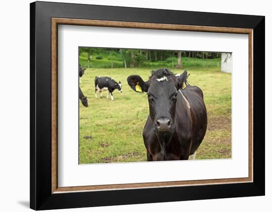 Farm, Dairy Cows on the Pasture-Catharina Lux-Framed Photographic Print