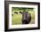 Farm, Dairy Cows on the Pasture-Catharina Lux-Framed Photographic Print