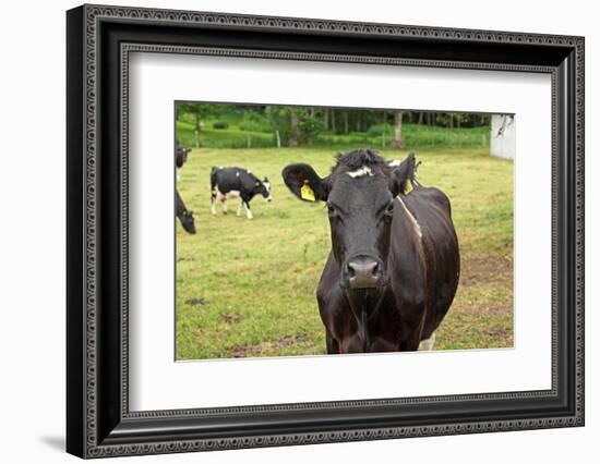 Farm, Dairy Cows on the Pasture-Catharina Lux-Framed Photographic Print