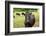 Farm, Dairy Cows on the Pasture-Catharina Lux-Framed Photographic Print