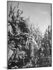 Farm Equipment Harvesting Corn on a Farm-null-Mounted Photographic Print