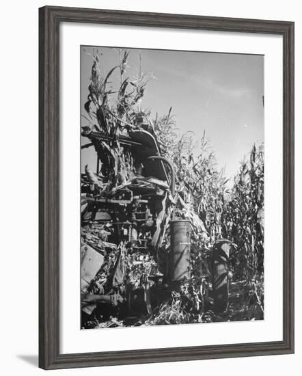 Farm Equipment Harvesting Corn on a Farm-null-Framed Photographic Print