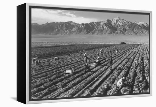 Farm, Farm Workers, Mt. Williamson in Background-Ansel Adams-Framed Stretched Canvas