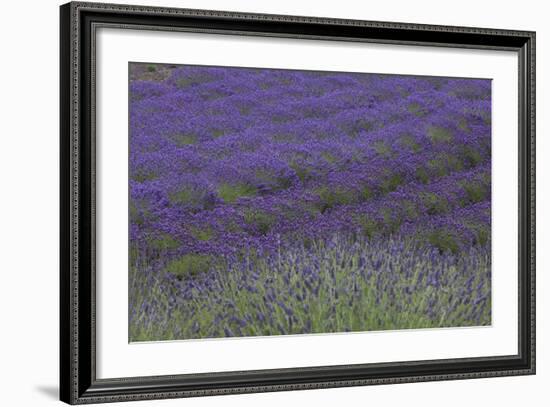 Farm Fields in Bloom at Lavender Festival, Sequim, Washington, USA-Merrill Images-Framed Photographic Print