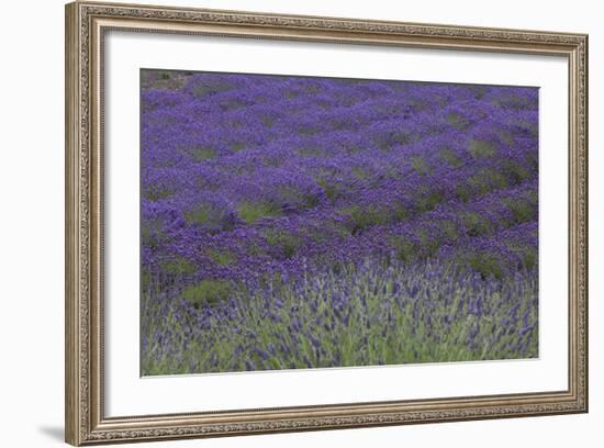 Farm Fields in Bloom at Lavender Festival, Sequim, Washington, USA-Merrill Images-Framed Photographic Print