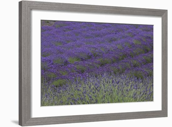 Farm Fields in Bloom at Lavender Festival, Sequim, Washington, USA-Merrill Images-Framed Photographic Print