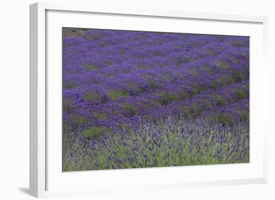 Farm Fields in Bloom at Lavender Festival, Sequim, Washington, USA-Merrill Images-Framed Photographic Print