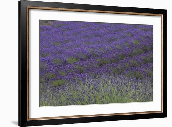 Farm Fields in Bloom at Lavender Festival, Sequim, Washington, USA-Merrill Images-Framed Photographic Print