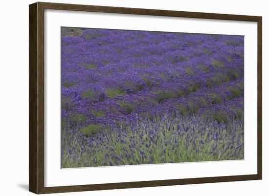 Farm Fields in Bloom at Lavender Festival, Sequim, Washington, USA-Merrill Images-Framed Photographic Print