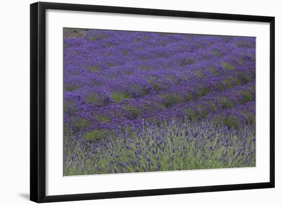 Farm Fields in Bloom at Lavender Festival, Sequim, Washington, USA-Merrill Images-Framed Photographic Print