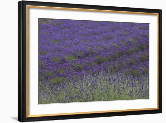 Farm Fields in Bloom at Lavender Festival, Sequim, Washington, USA-Merrill Images-Framed Photographic Print