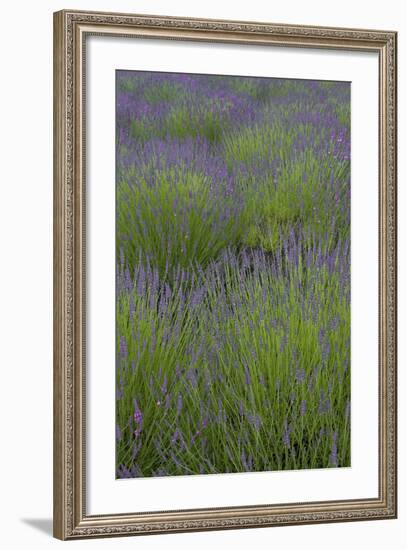 Farm Fields in Bloom at Lavender Festival, Sequim, Washington, USA-Merrill Images-Framed Photographic Print