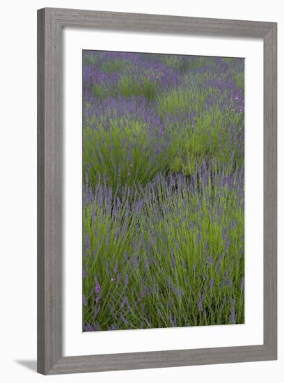 Farm Fields in Bloom at Lavender Festival, Sequim, Washington, USA-Merrill Images-Framed Photographic Print