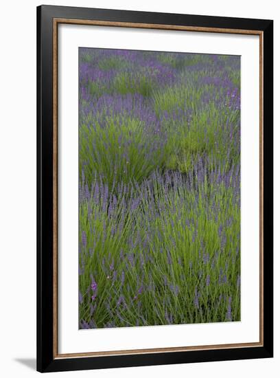 Farm Fields in Bloom at Lavender Festival, Sequim, Washington, USA-Merrill Images-Framed Photographic Print