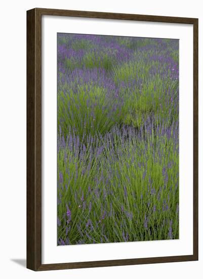 Farm Fields in Bloom at Lavender Festival, Sequim, Washington, USA-Merrill Images-Framed Photographic Print