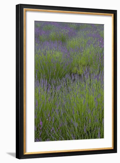 Farm Fields in Bloom at Lavender Festival, Sequim, Washington, USA-Merrill Images-Framed Photographic Print