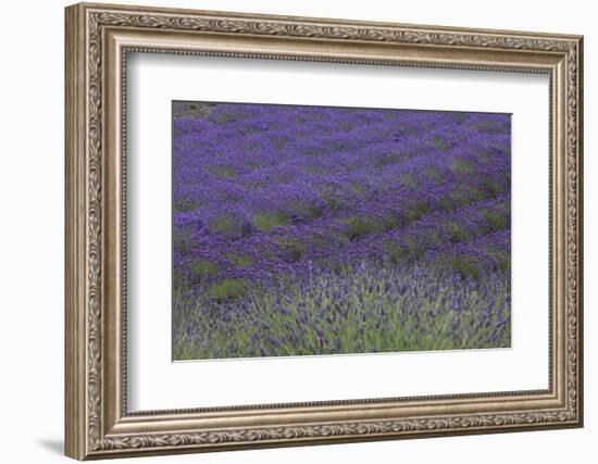 Farm Fields in Bloom at Lavender Festival, Sequim, Washington, USA-Merrill Images-Framed Photographic Print