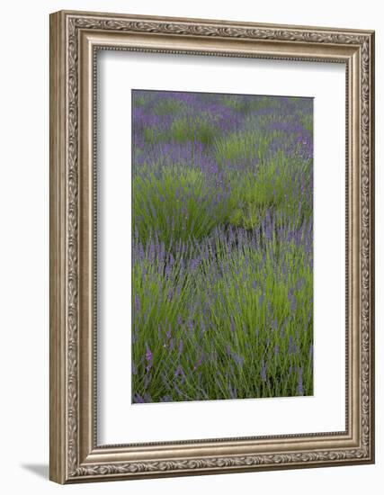 Farm Fields in Bloom at Lavender Festival, Sequim, Washington, USA-Merrill Images-Framed Photographic Print