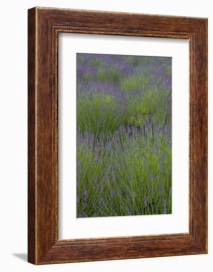 Farm Fields in Bloom at Lavender Festival, Sequim, Washington, USA-Merrill Images-Framed Photographic Print