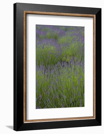 Farm Fields in Bloom at Lavender Festival, Sequim, Washington, USA-Merrill Images-Framed Photographic Print