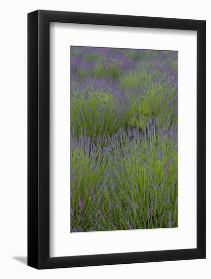 Farm Fields in Bloom at Lavender Festival, Sequim, Washington, USA-Merrill Images-Framed Photographic Print