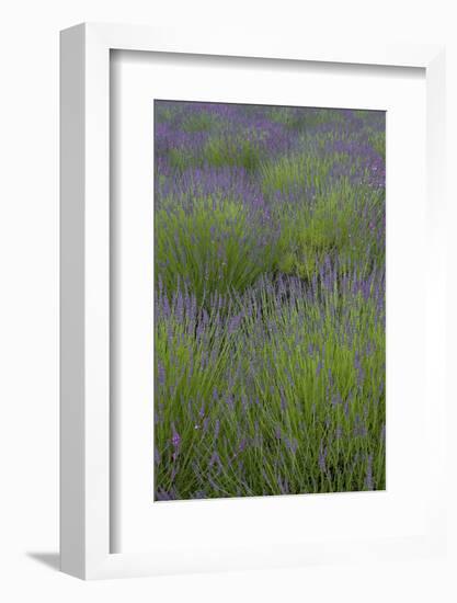 Farm Fields in Bloom at Lavender Festival, Sequim, Washington, USA-Merrill Images-Framed Photographic Print