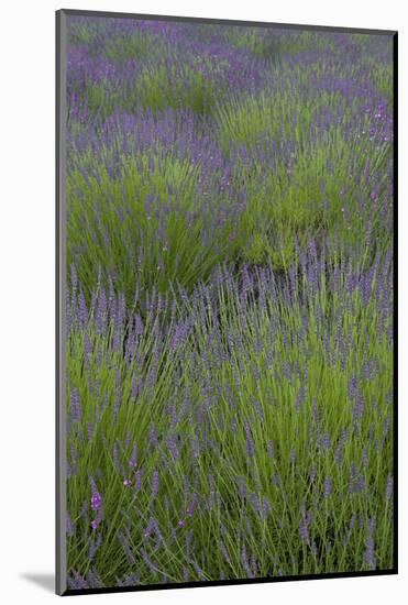 Farm Fields in Bloom at Lavender Festival, Sequim, Washington, USA-Merrill Images-Mounted Photographic Print