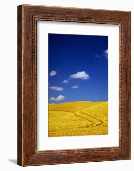 Farm Fields of Golden Harvest Wheat, Palouse Country, Washington, USA-Terry Eggers-Framed Photographic Print