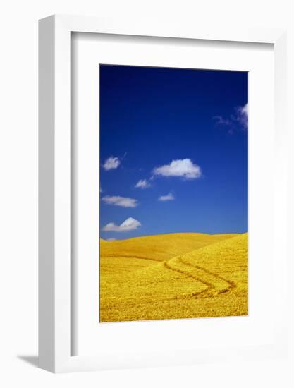 Farm Fields of Golden Harvest Wheat, Palouse Country, Washington, USA-Terry Eggers-Framed Photographic Print