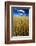 Farm Fields of Golden Harvest Wheat, Palouse Country, Washington, USA-Terry Eggers-Framed Photographic Print