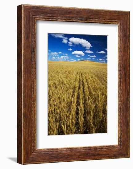 Farm Fields of Golden Harvest Wheat, Palouse Country, Washington, USA-Terry Eggers-Framed Photographic Print