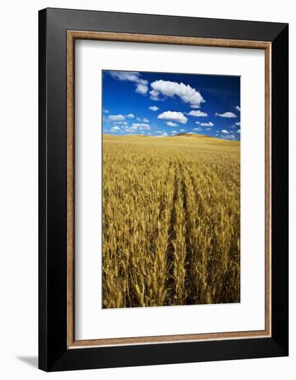 Farm Fields of Golden Harvest Wheat, Palouse Country, Washington, USA-Terry Eggers-Framed Photographic Print