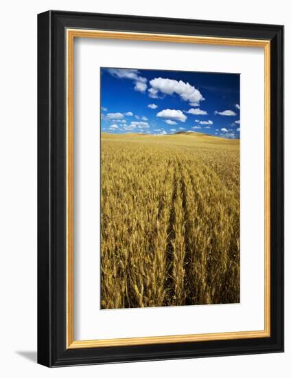 Farm Fields of Golden Harvest Wheat, Palouse Country, Washington, USA-Terry Eggers-Framed Photographic Print