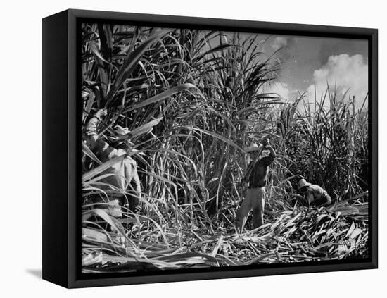 Farm Hands Working on a Sugar Cane Farm-Hansel Mieth-Framed Premier Image Canvas