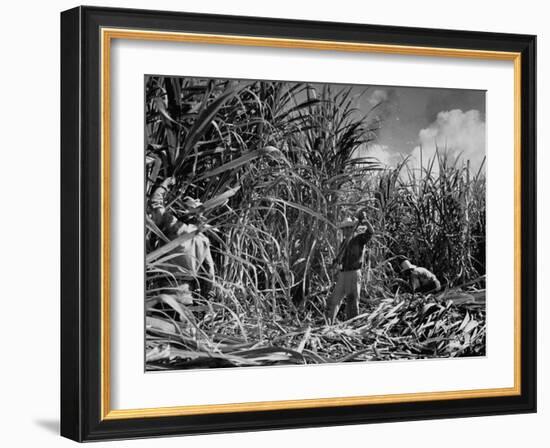 Farm Hands Working on a Sugar Cane Farm-Hansel Mieth-Framed Photographic Print