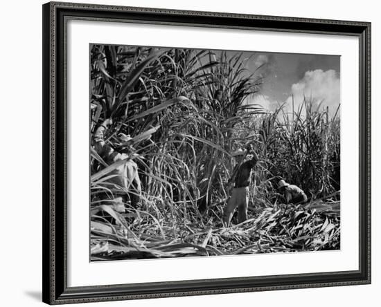 Farm Hands Working on a Sugar Cane Farm-Hansel Mieth-Framed Photographic Print