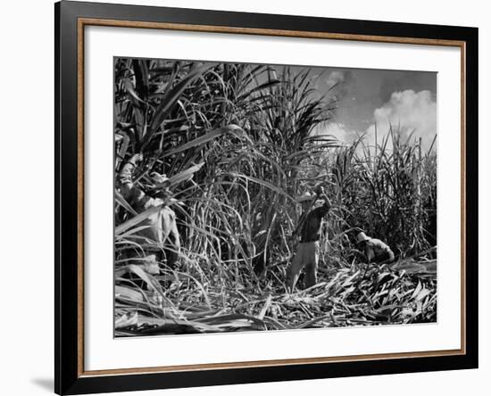 Farm Hands Working on a Sugar Cane Farm-Hansel Mieth-Framed Photographic Print