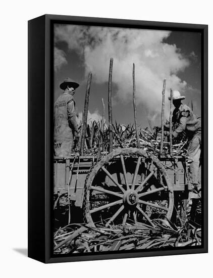 Farm Hands Working on a Sugar Cane Farm-Hansel Mieth-Framed Premier Image Canvas